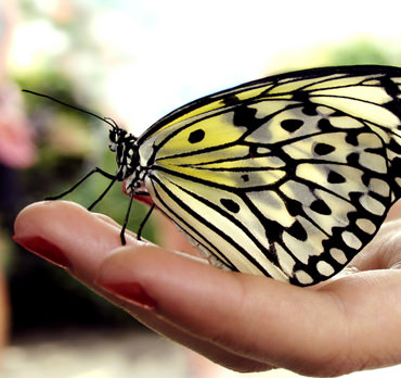 Schmetterling - Potential mit ThetaHealing entfalten