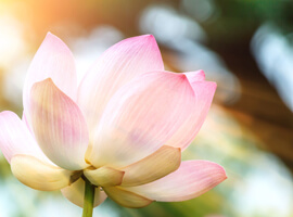 Lotus Blume - ThetaHealing Links