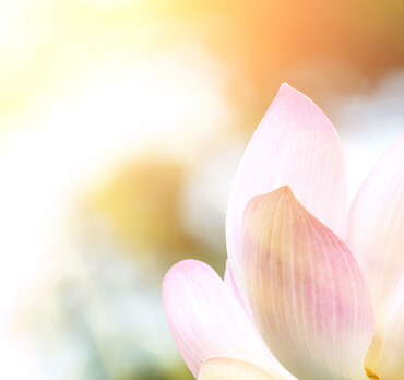 Lotus Blume - ThetaHealing Lehrer wählen
