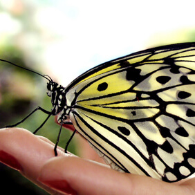 Schmetterling - Wandlung und Heilung mit ThetaHealing